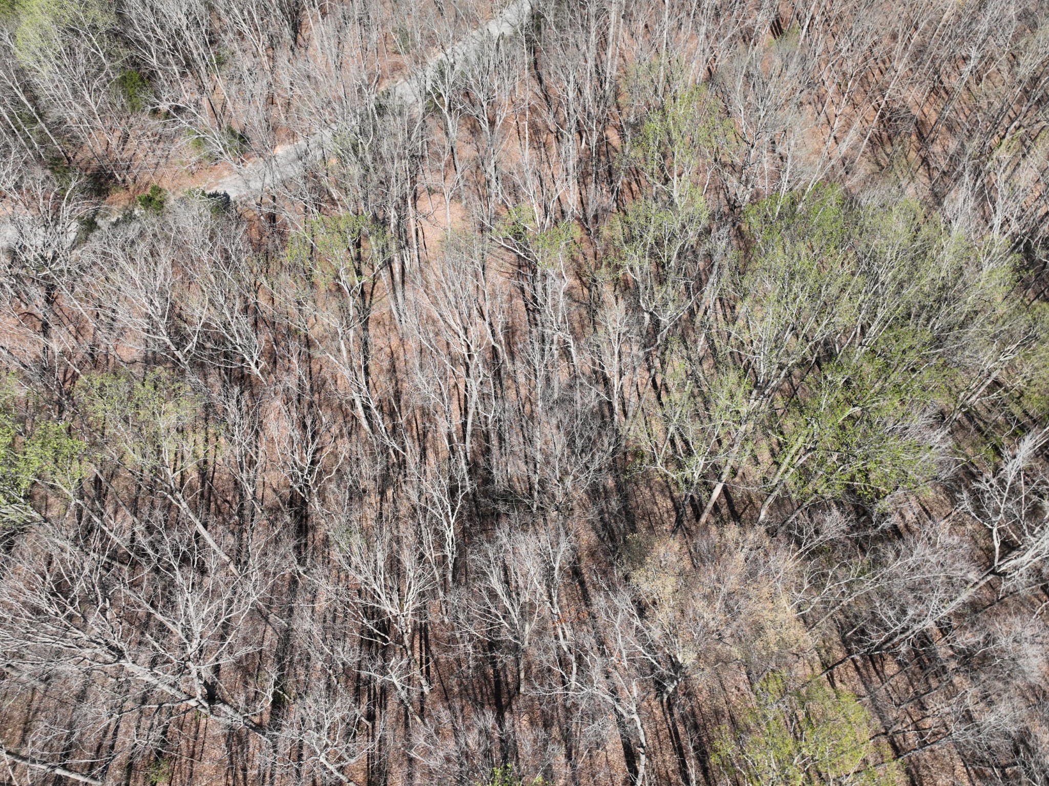 0 Logger Lane Cedar Grove TN 38321