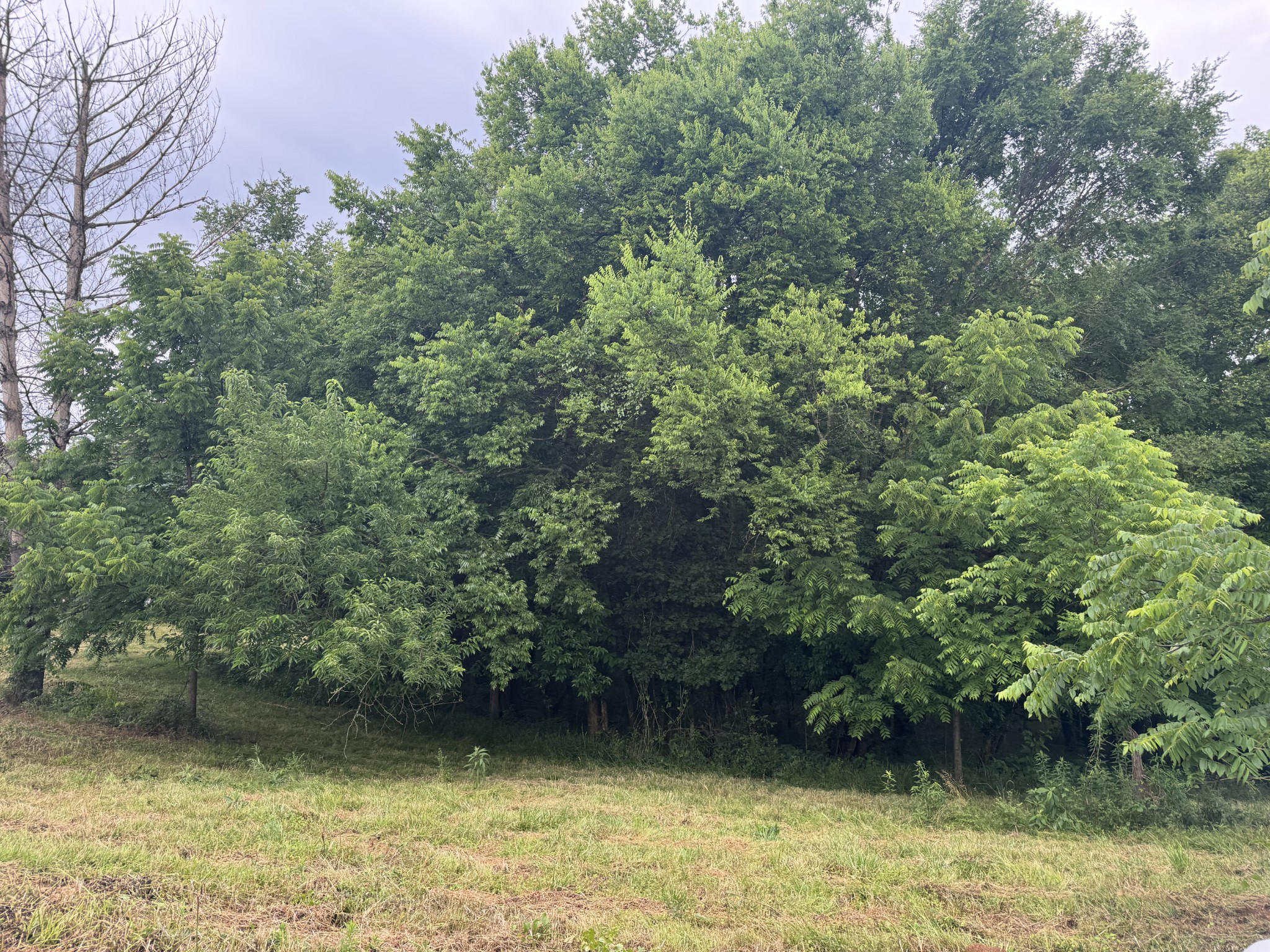 0 Hickerson Road Wartrace TN 37183