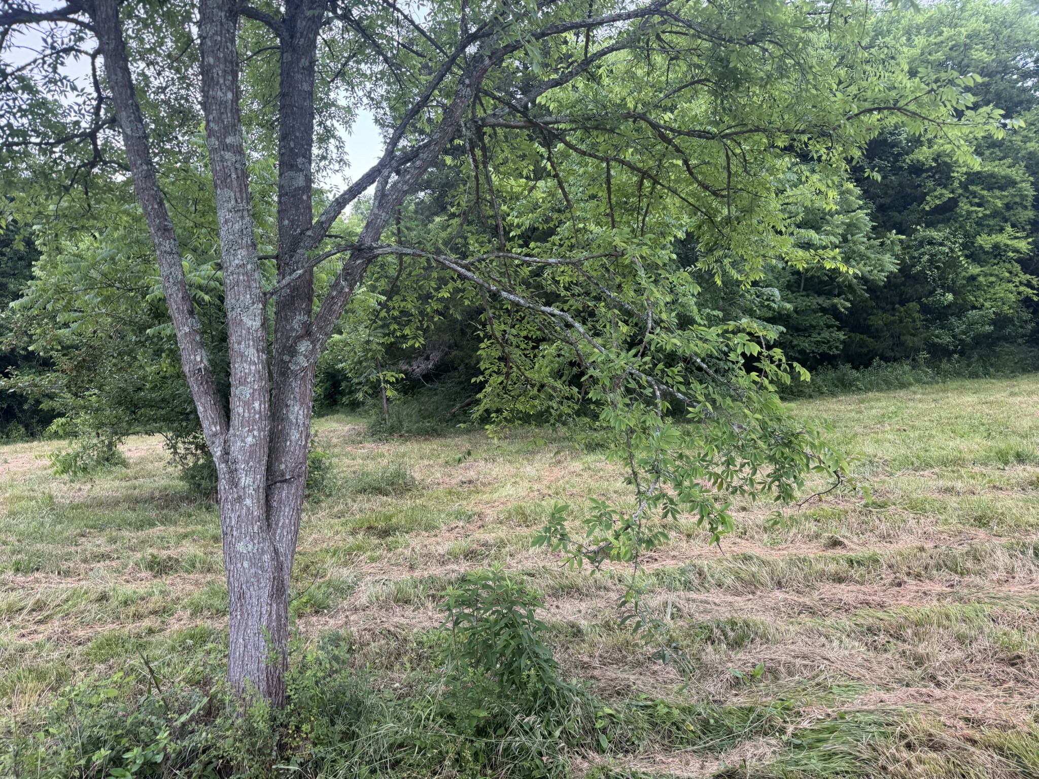 0 Hickerson Road Wartrace TN 37183
