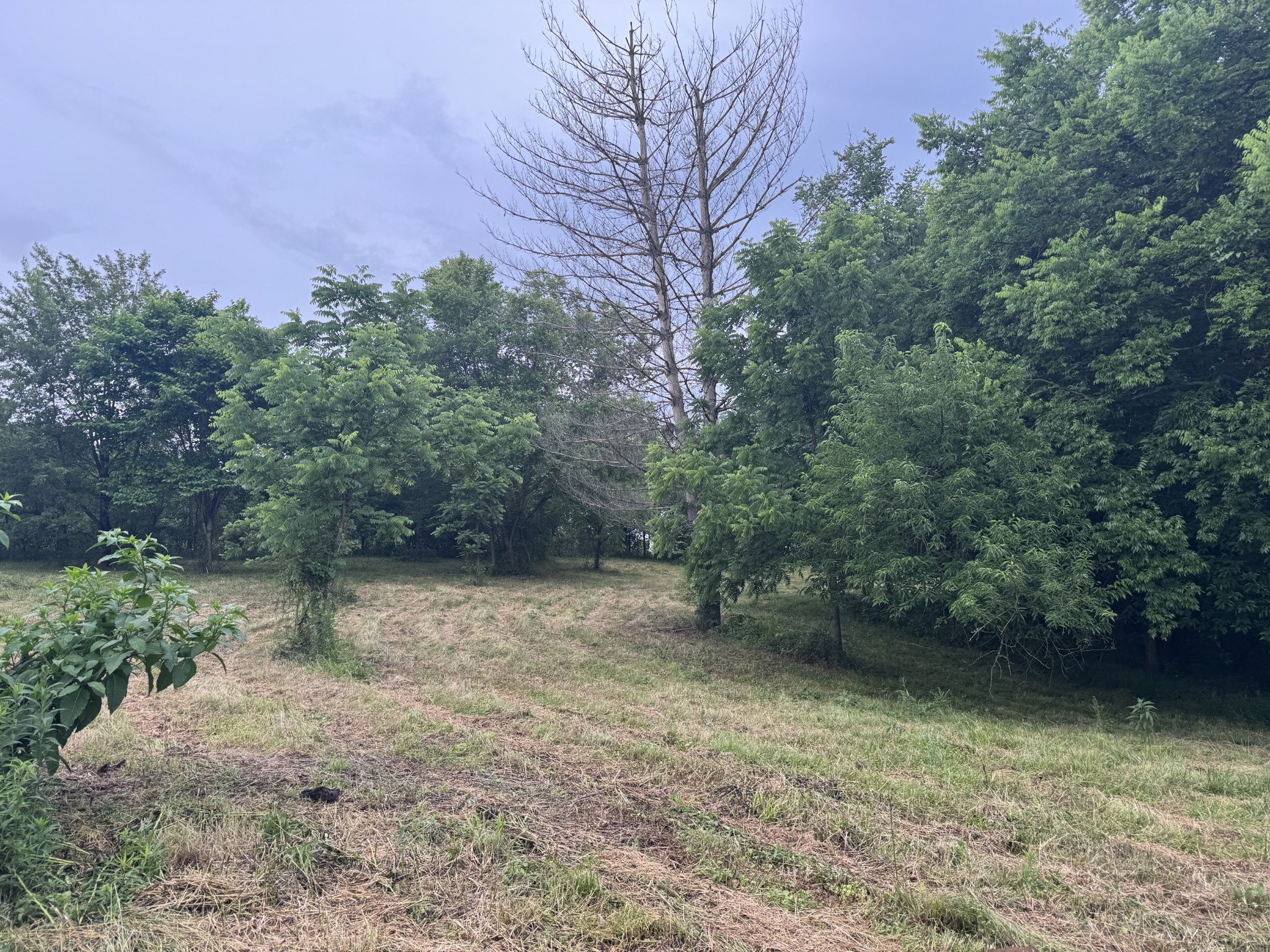 0 Hickerson Road Wartrace TN 37183