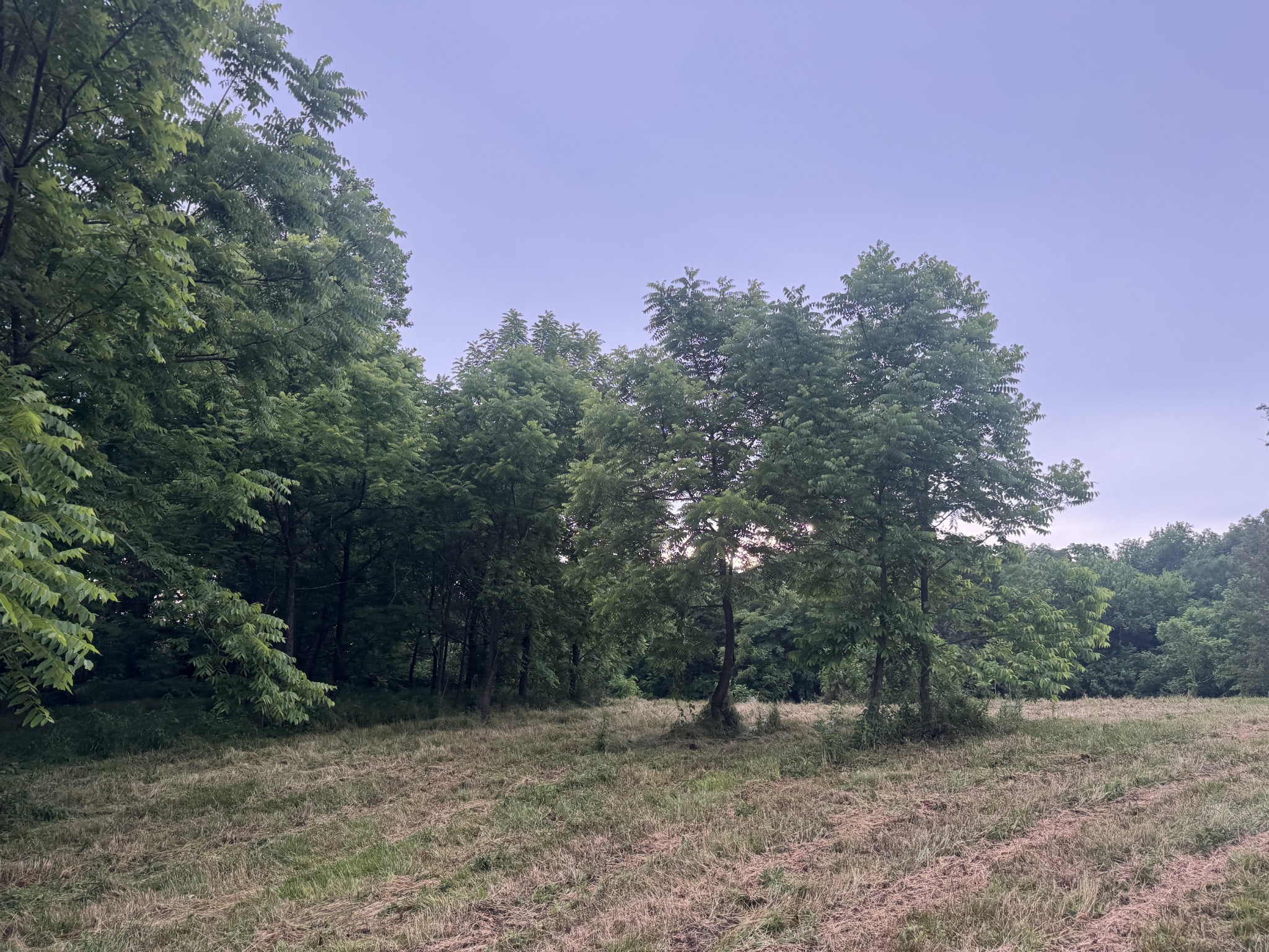 0 Hickerson Road Wartrace TN 37183