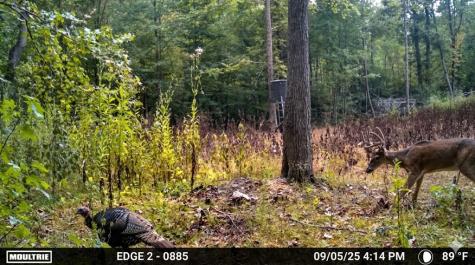 0 Elk Drive Hurricane Mills TN 37078