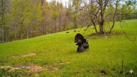 0 Elk Drive Hurricane Mills TN 37078