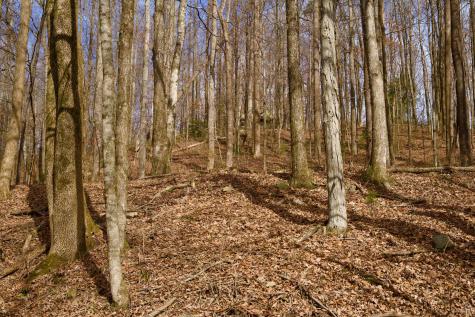 323A White Oak Flatt Road Sparta TN 38583