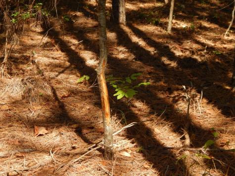 0 Hudson Road Hohenwald TN 38462