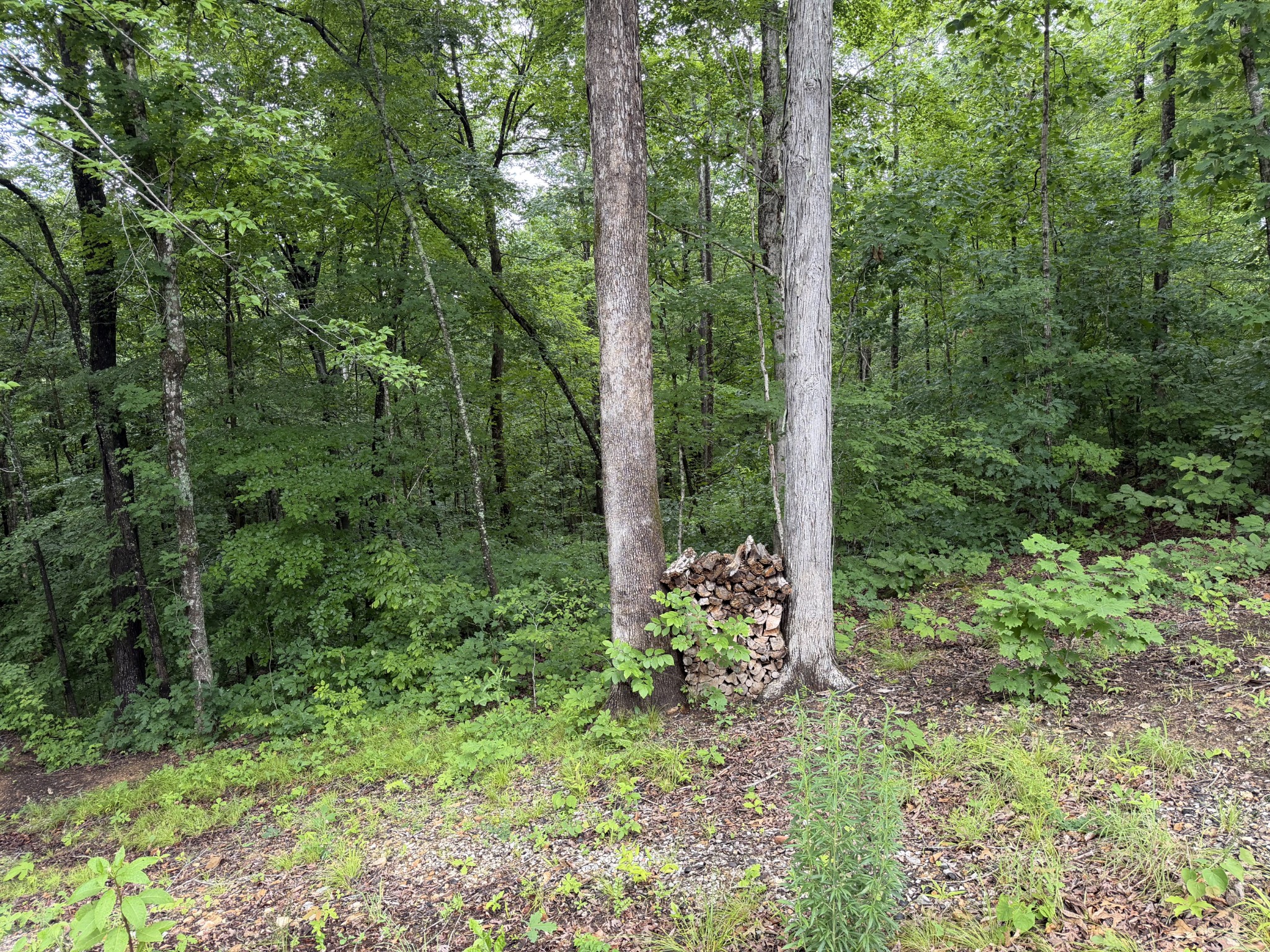 115 Dale Lane Dover TN 37058