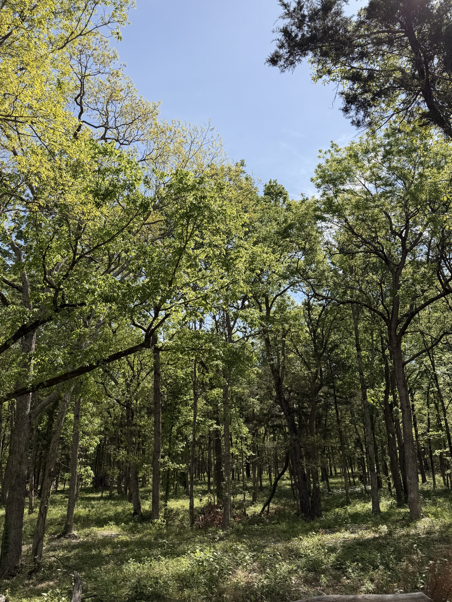 0 Millersburg Road Christiana TN 37037