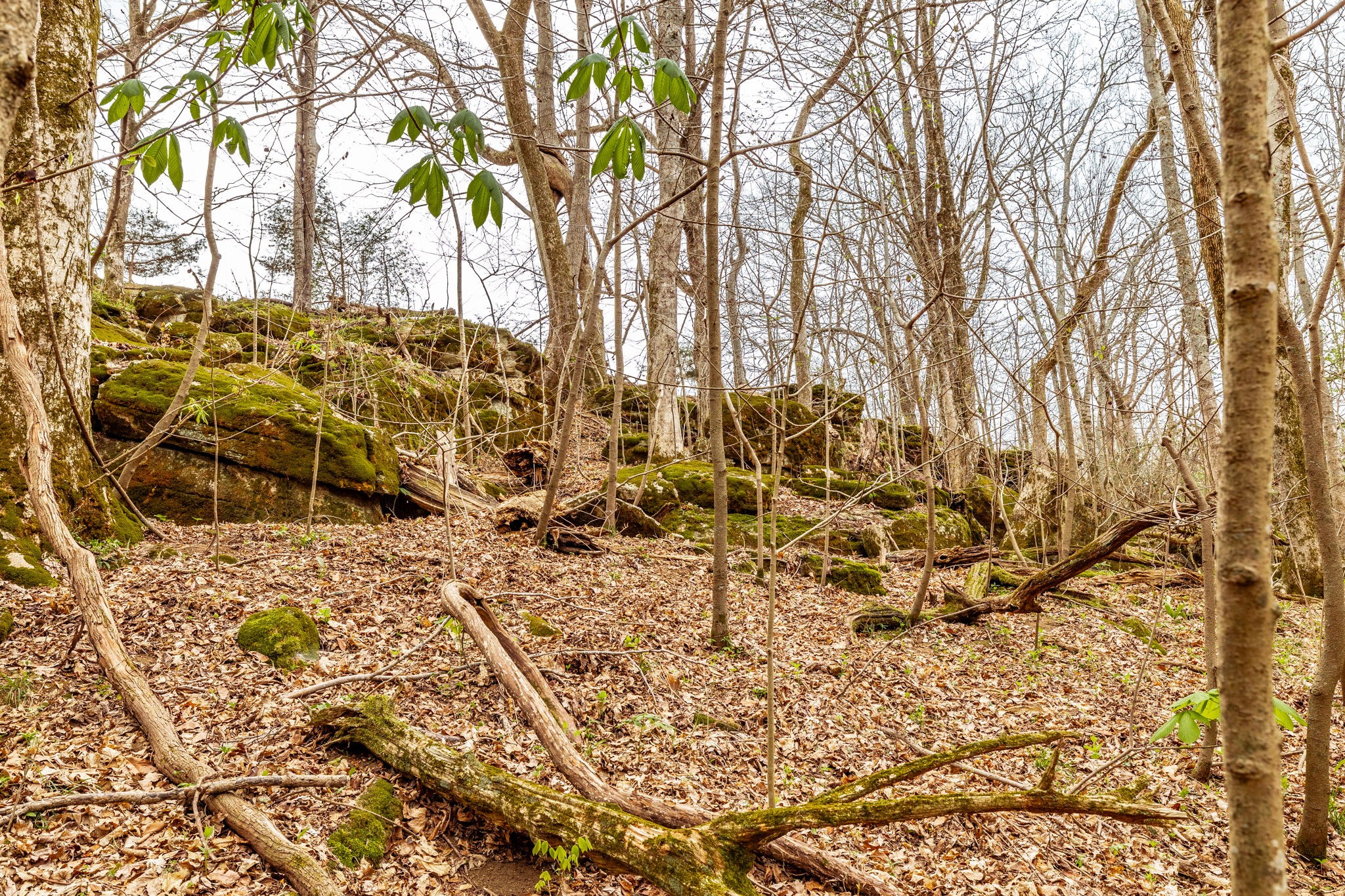 0 Wolf Hill Road Bethpage TN 37022