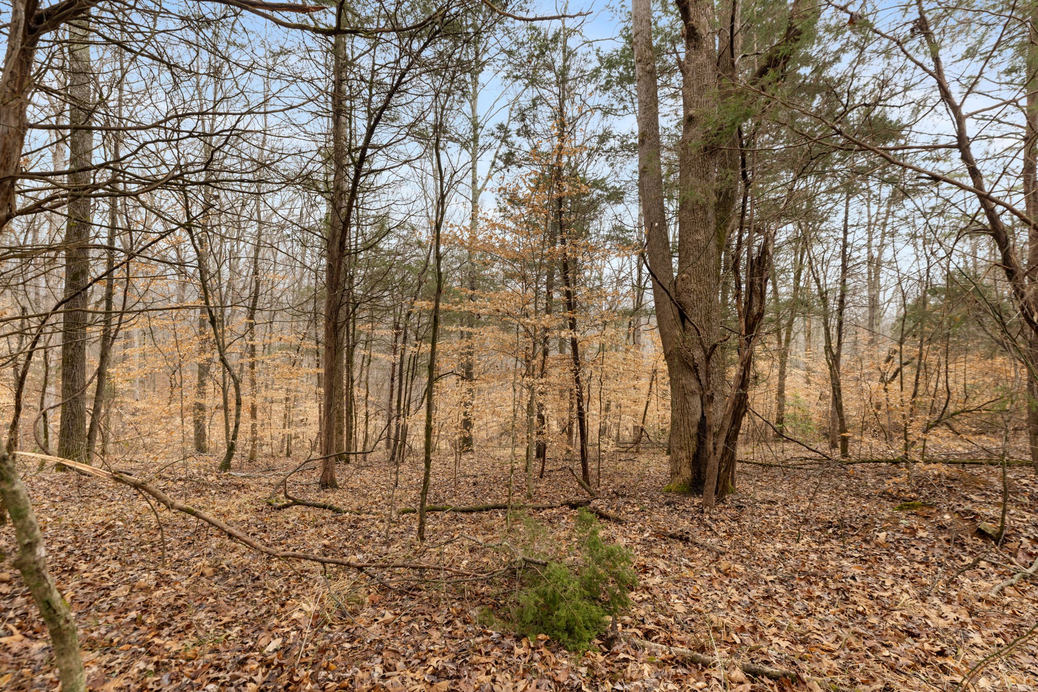 0 Griffintown Road White Bluff TN 37187