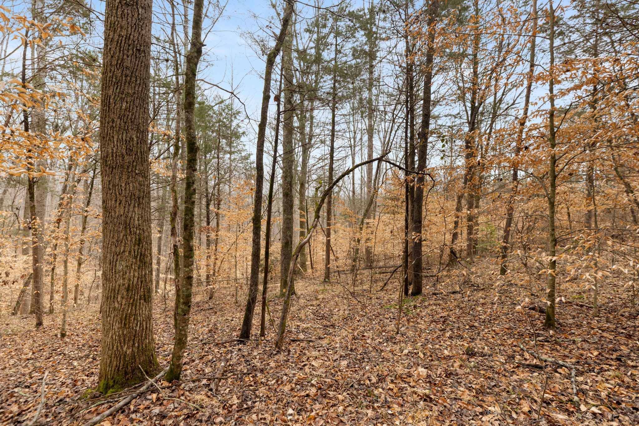 0 Griffintown Road White Bluff TN 37187