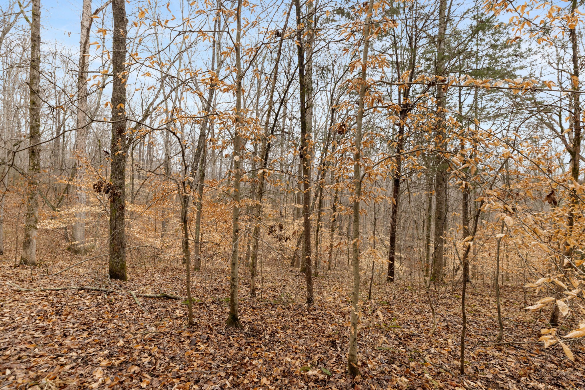 0 Griffintown Road White Bluff TN 37187