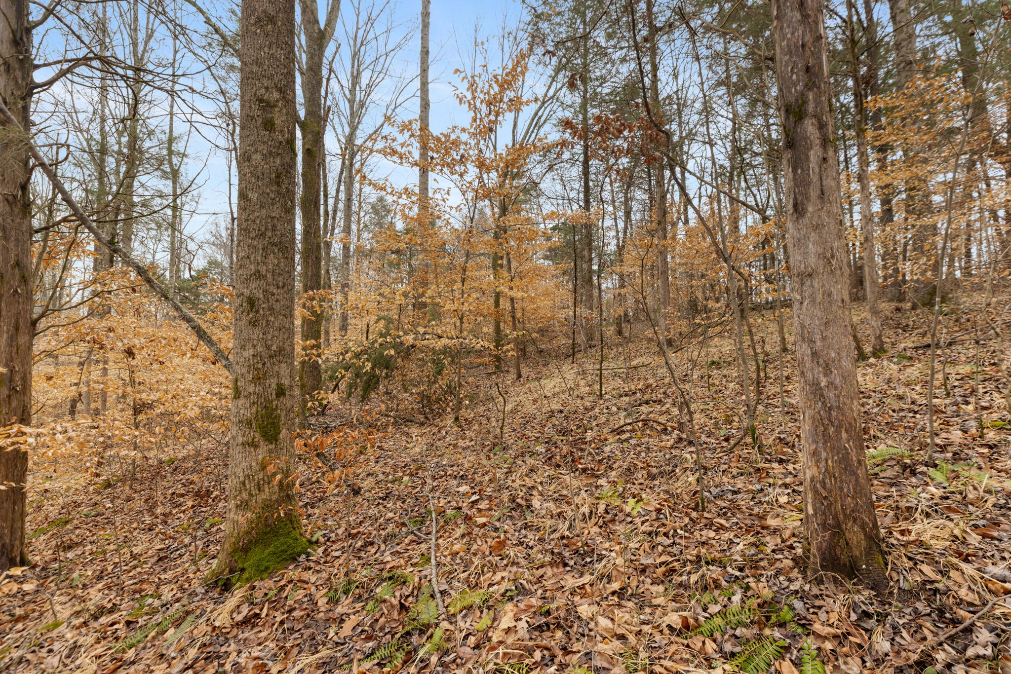 0 Griffintown Road White Bluff TN 37187