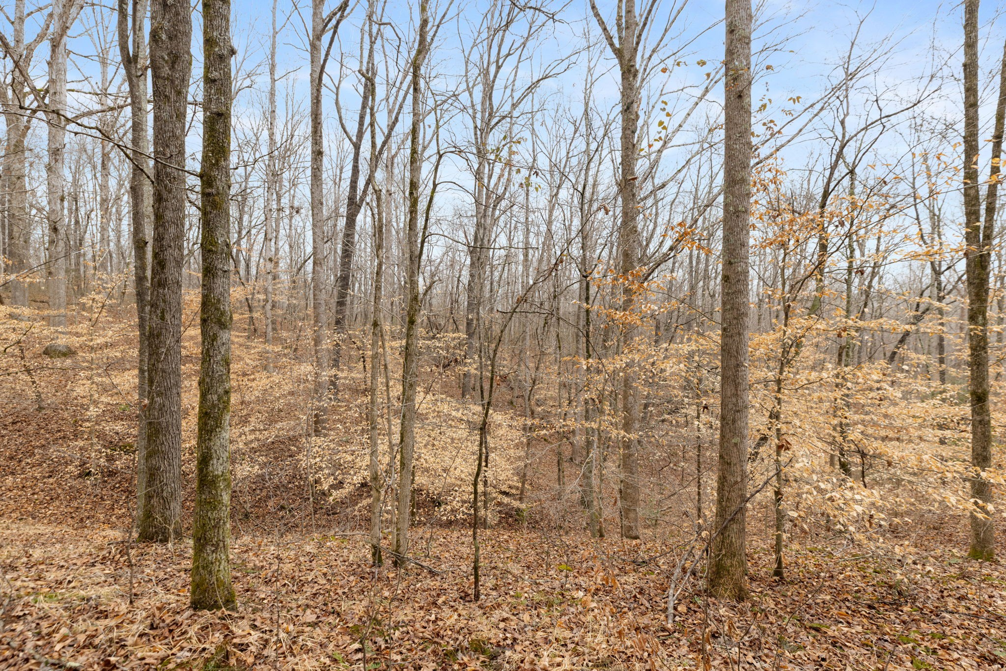 0 Griffintown Road White Bluff TN 37187