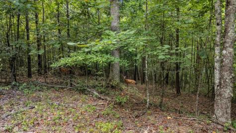 205 Whiskey Way Jasper TN 37347