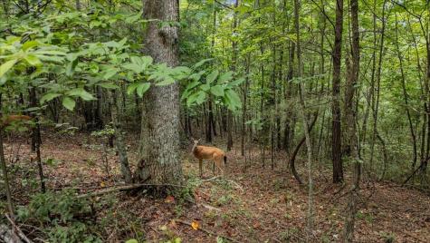 205 Whiskey Way Jasper TN 37347