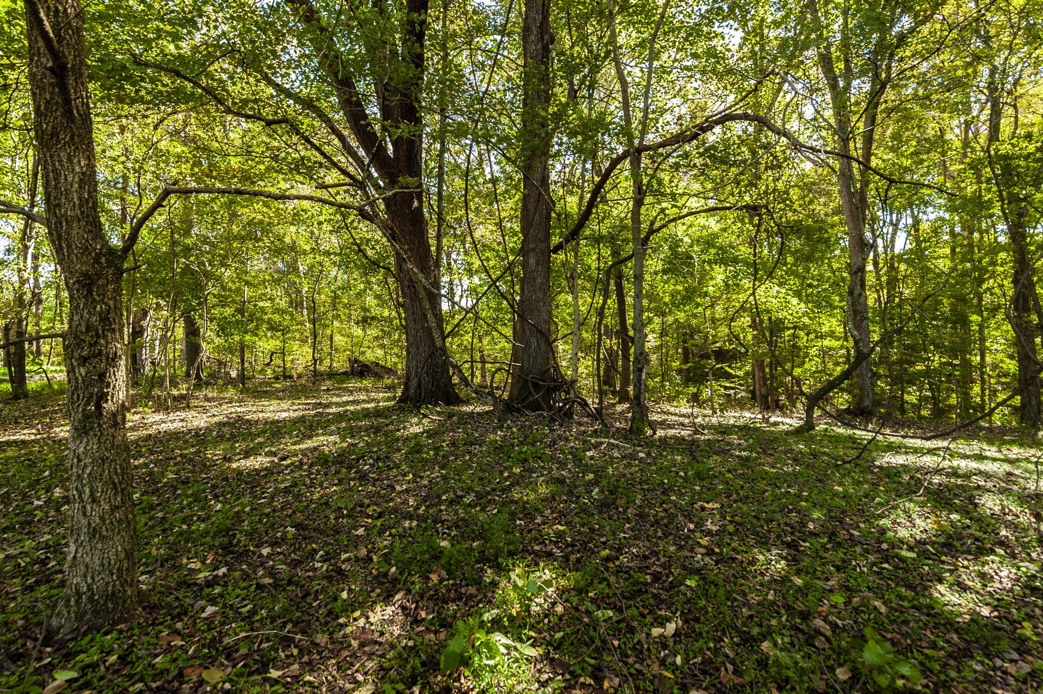 0 Harper Road Portland TN 37148