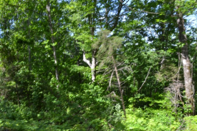 0 Beauchamp Road Burkesville KY 42717