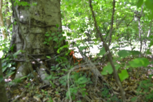 0 Beauchamp Road Burkesville KY 42717