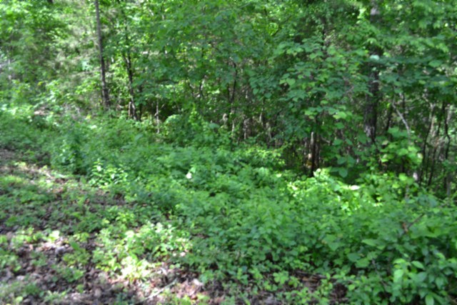 0 Beauchamp Road Burkesville KY 42717