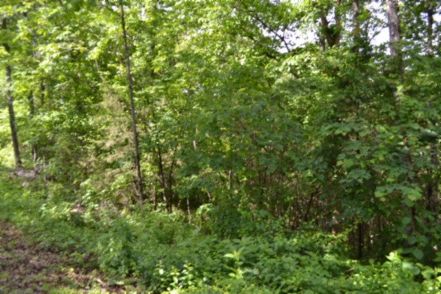 0 Beauchamp Road Burkesville KY 42717