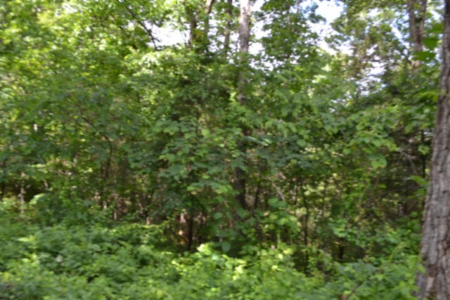 0 Beauchamp Road Burkesville KY 42717