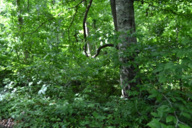 0 Beauchamp Road Burkesville KY 42717