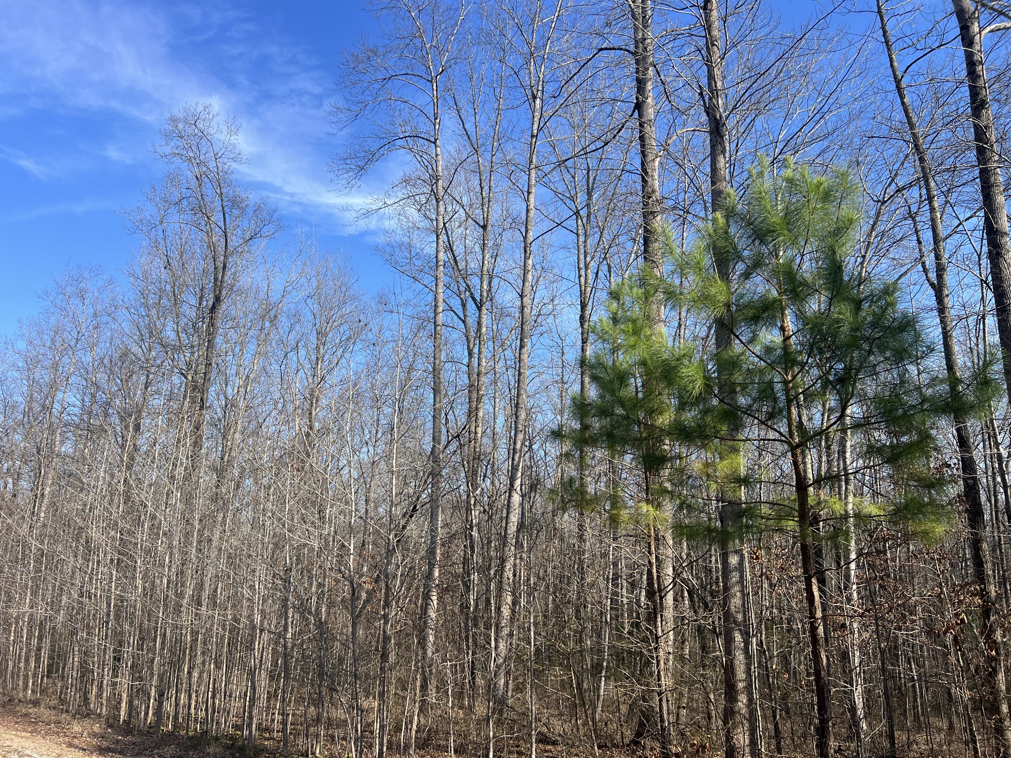 240 War Eagle Drive Lot 121 Cedar Grove TN 38321