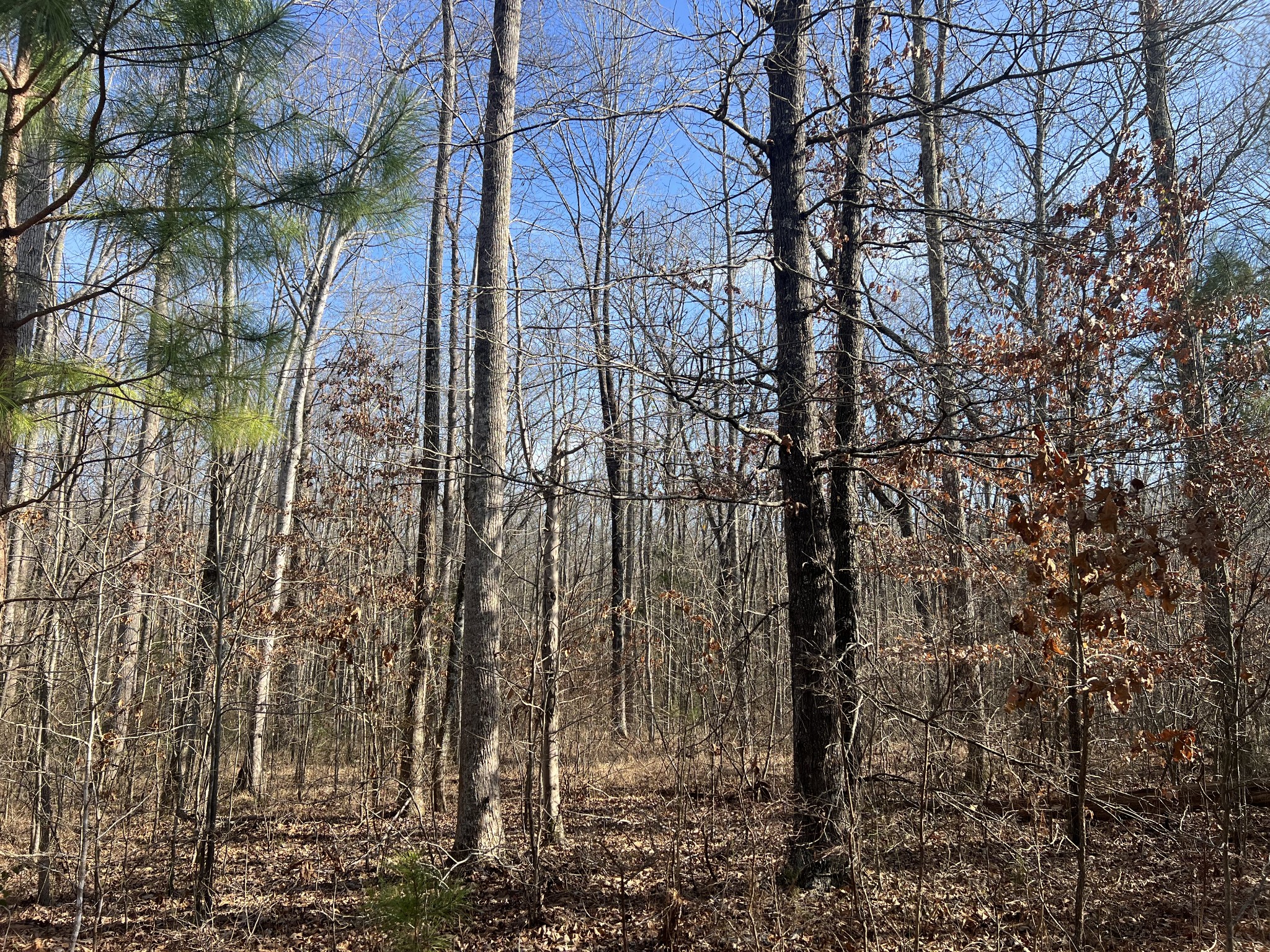 240 War Eagle Drive Lot 121 Cedar Grove TN 38321