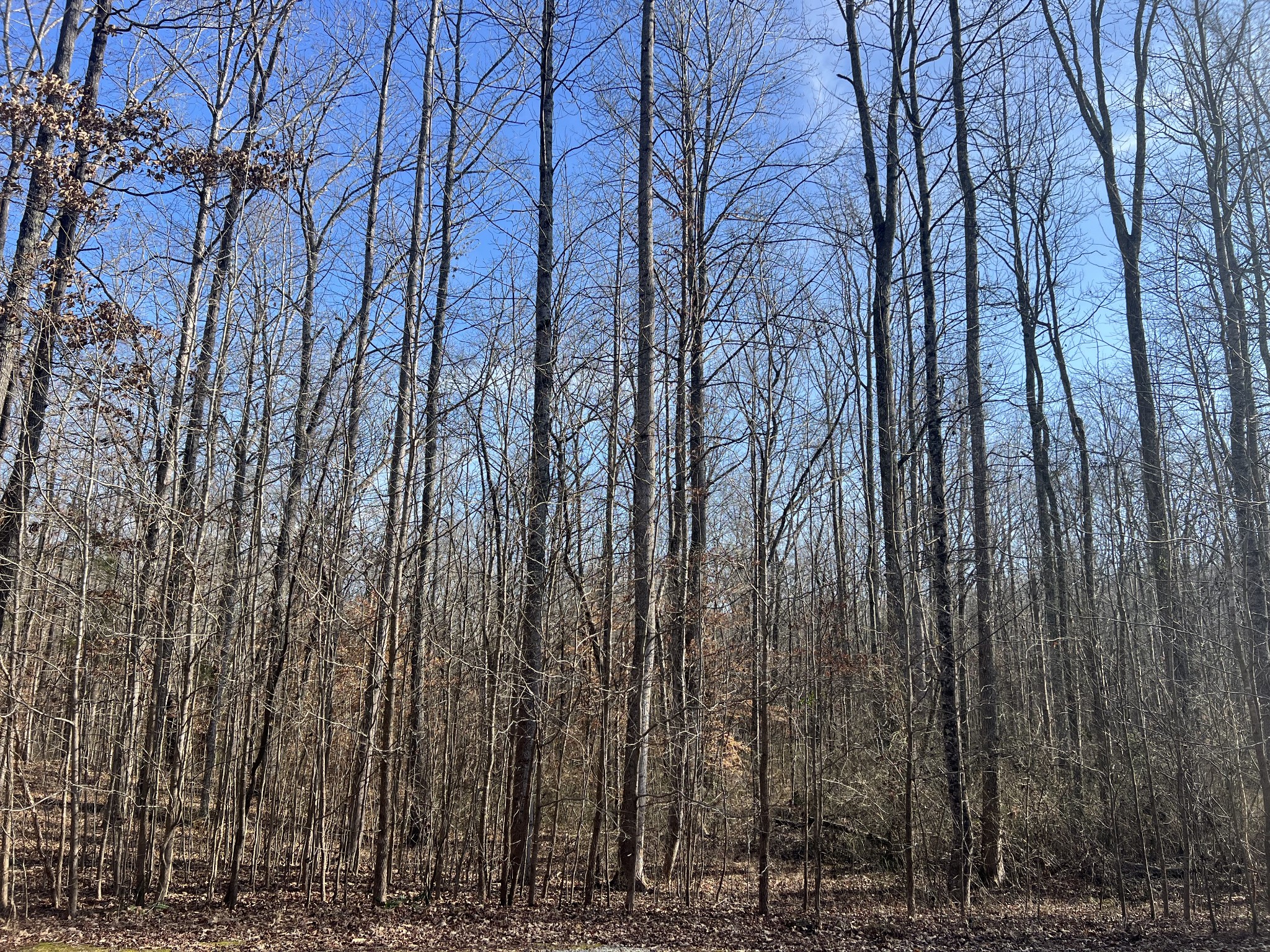 240 War Eagle Drive Lot 121 Cedar Grove TN 38321