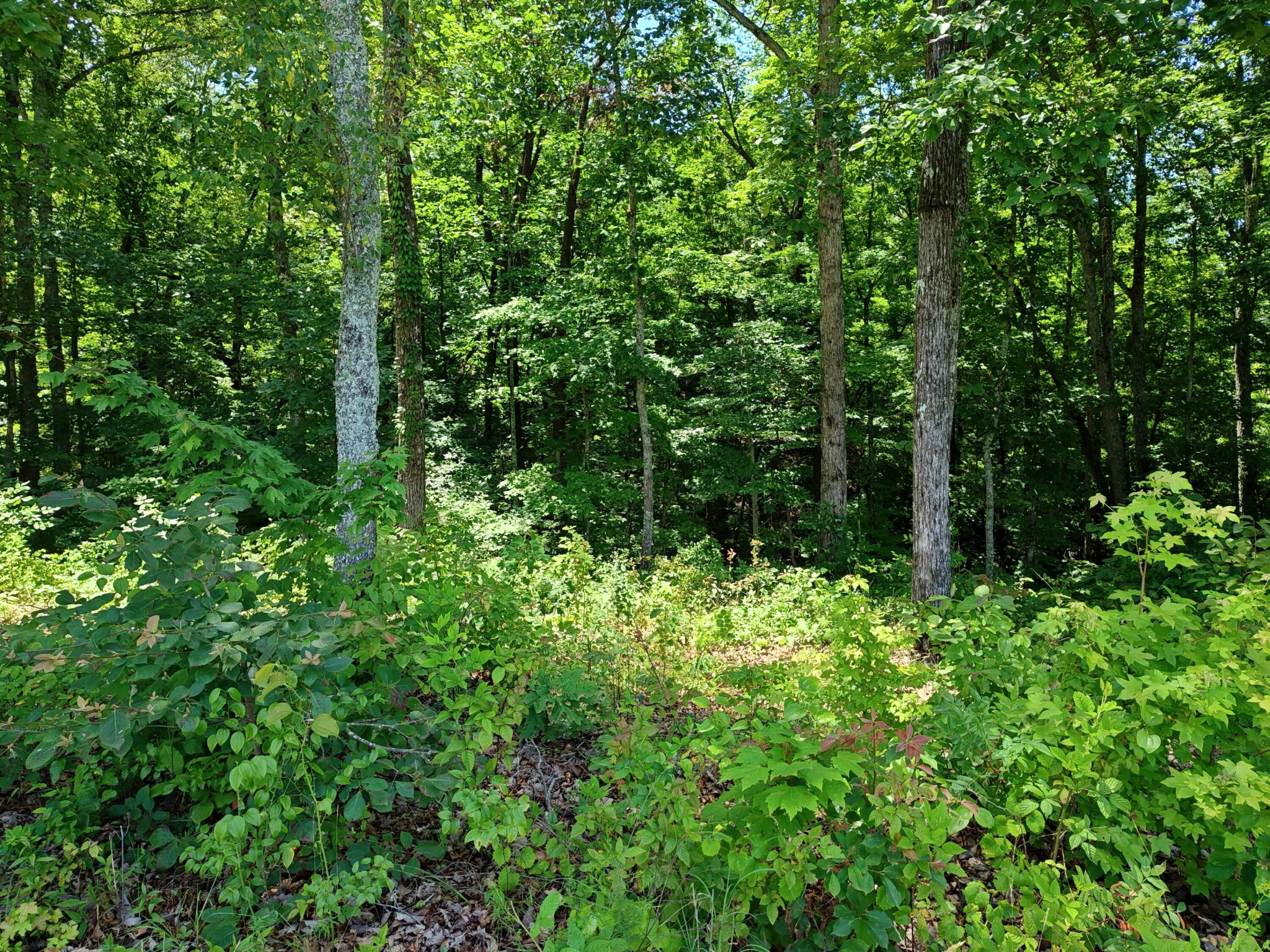6428 Espalier Drive Decatur TN 37322