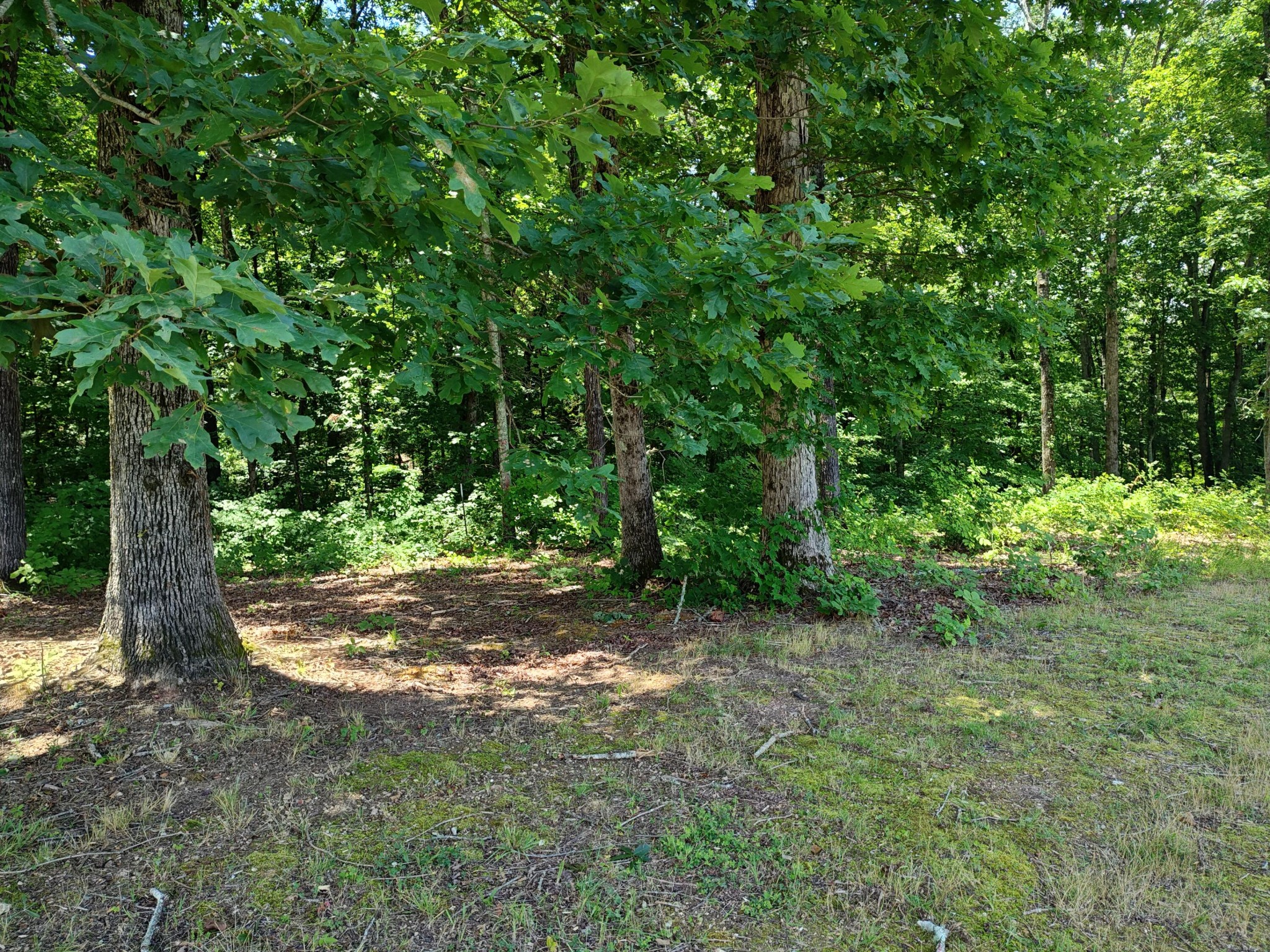6428 Espalier Drive Decatur TN 37322