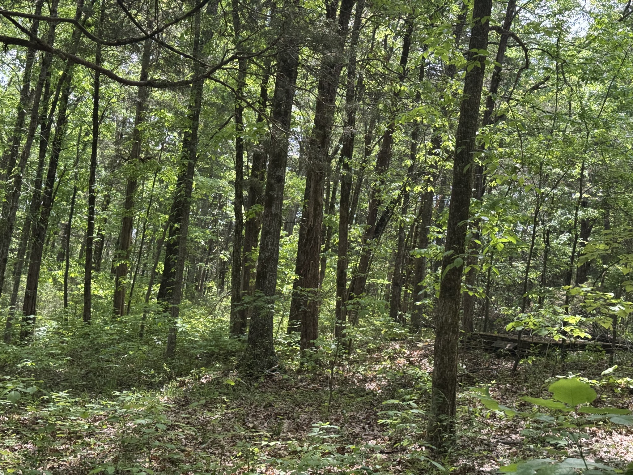 2099 Gentle Road Lewisburg TN 37091