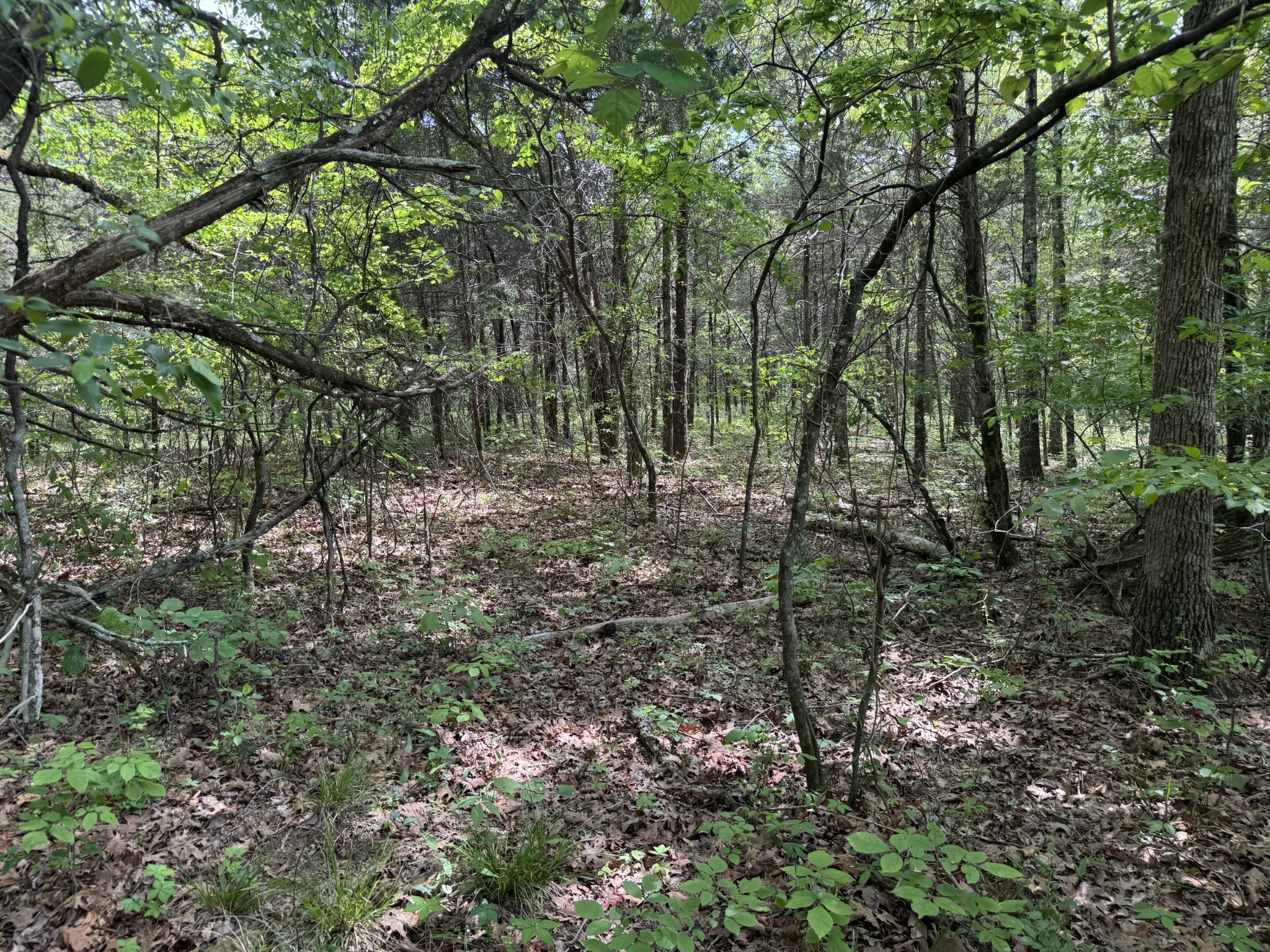 2099 Gentle Road Lewisburg TN 37091