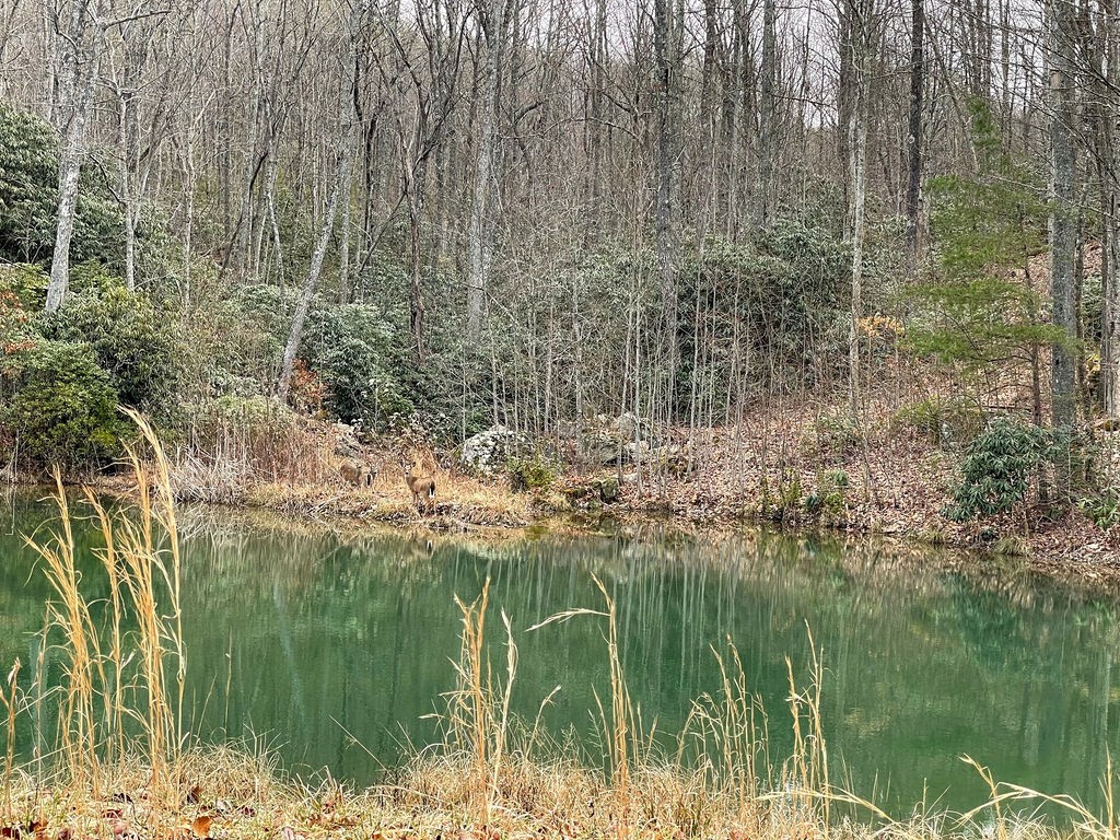 0 Chimney Rock Lane La Follette TN 37766