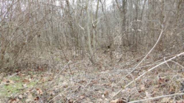 0 Beaver Lane Gainesboro TN 38562