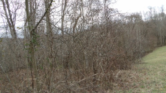 0 Beaver Lane Gainesboro TN 38562
