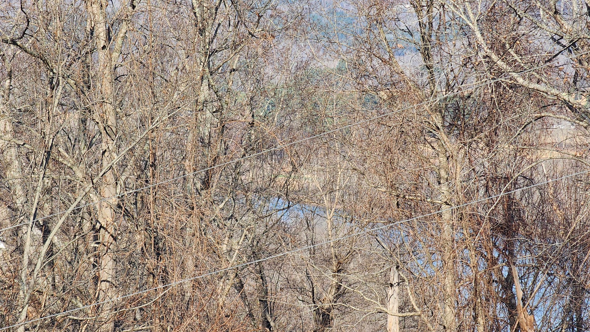 276 Schelley Road Gainesboro TN 38562