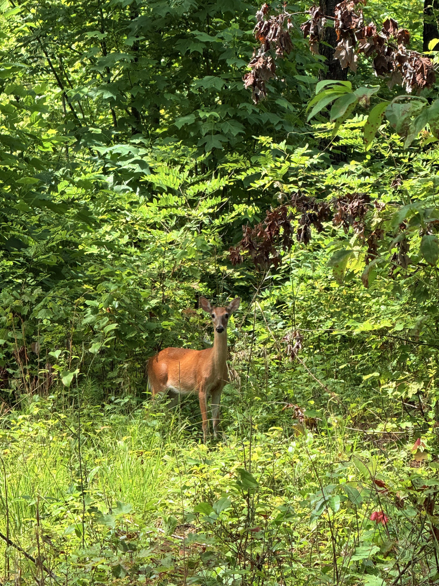 0 Spokelay Road Spencer TN 38585
