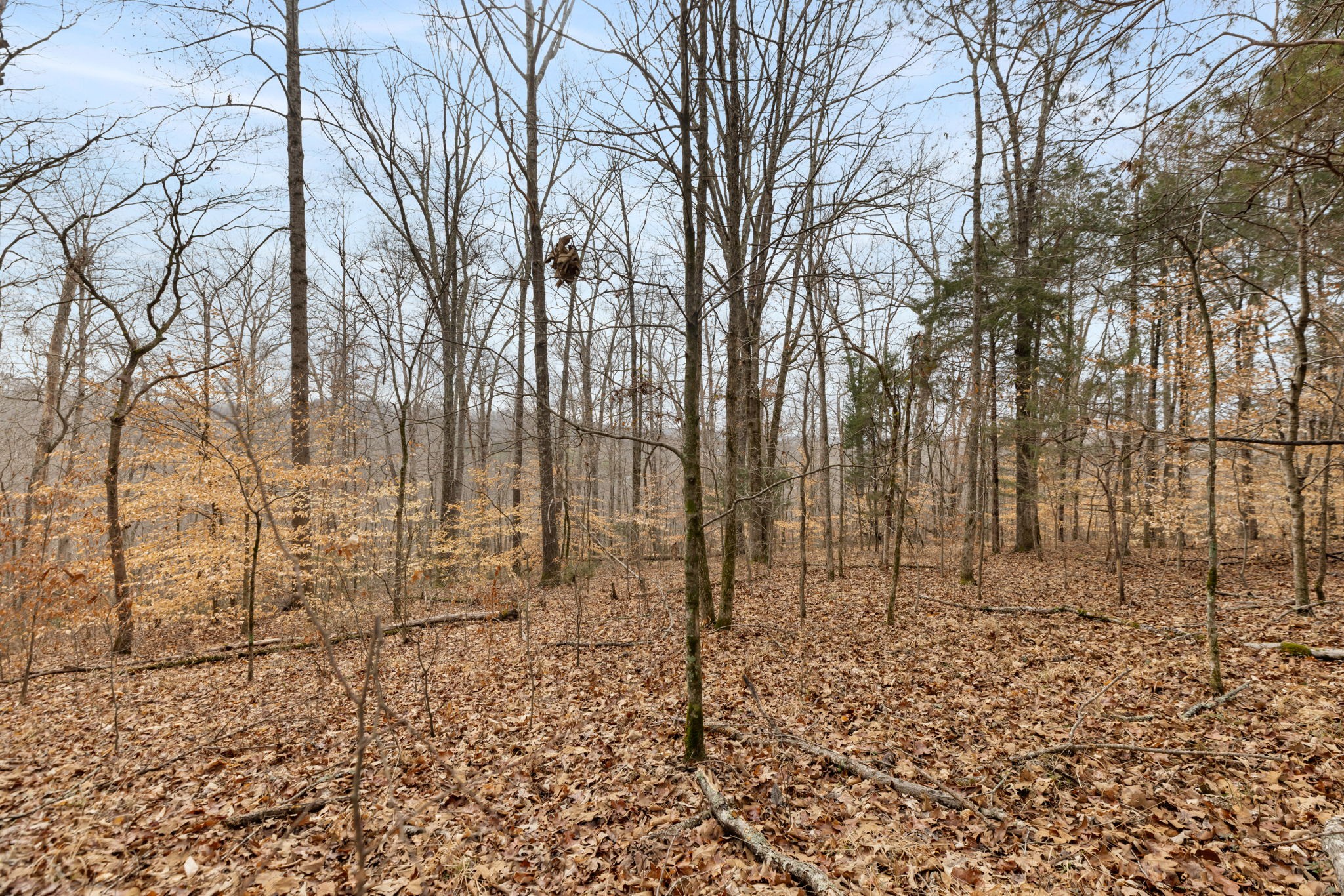 0 Griffintown Road White Bluff TN 37187