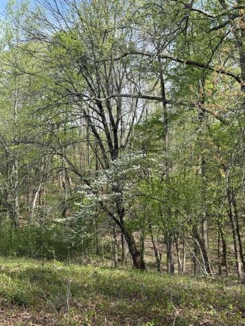 562 Junus Jackson Hollow Road Minor Hill TN 38473