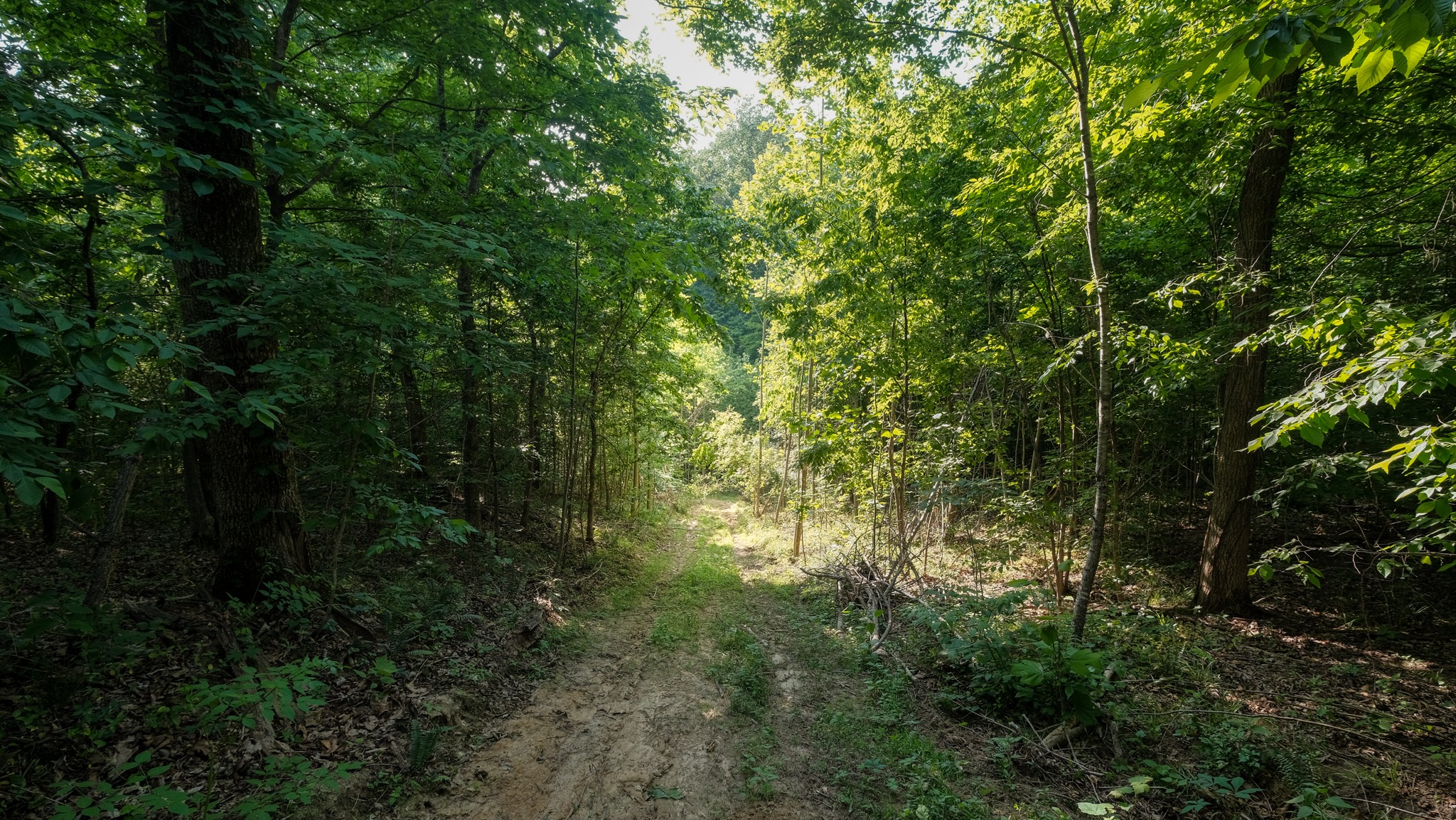 0 Mcadams Road Greenfield TN 38230