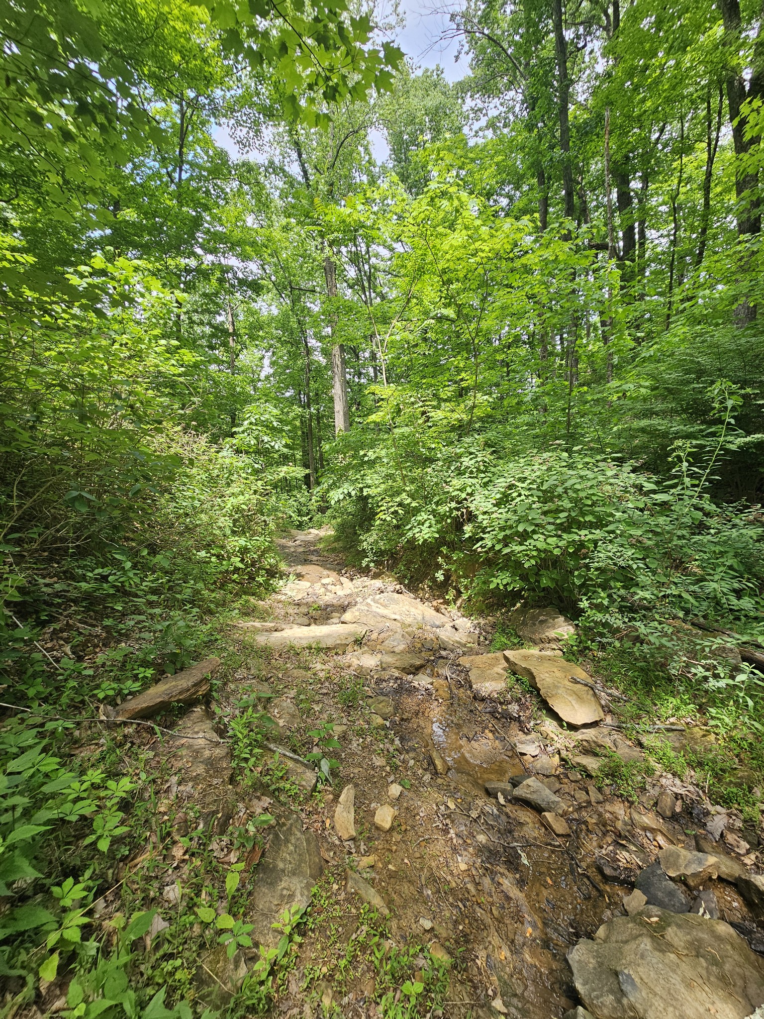 309 Blackberry Road Beersheba Springs TN 37305