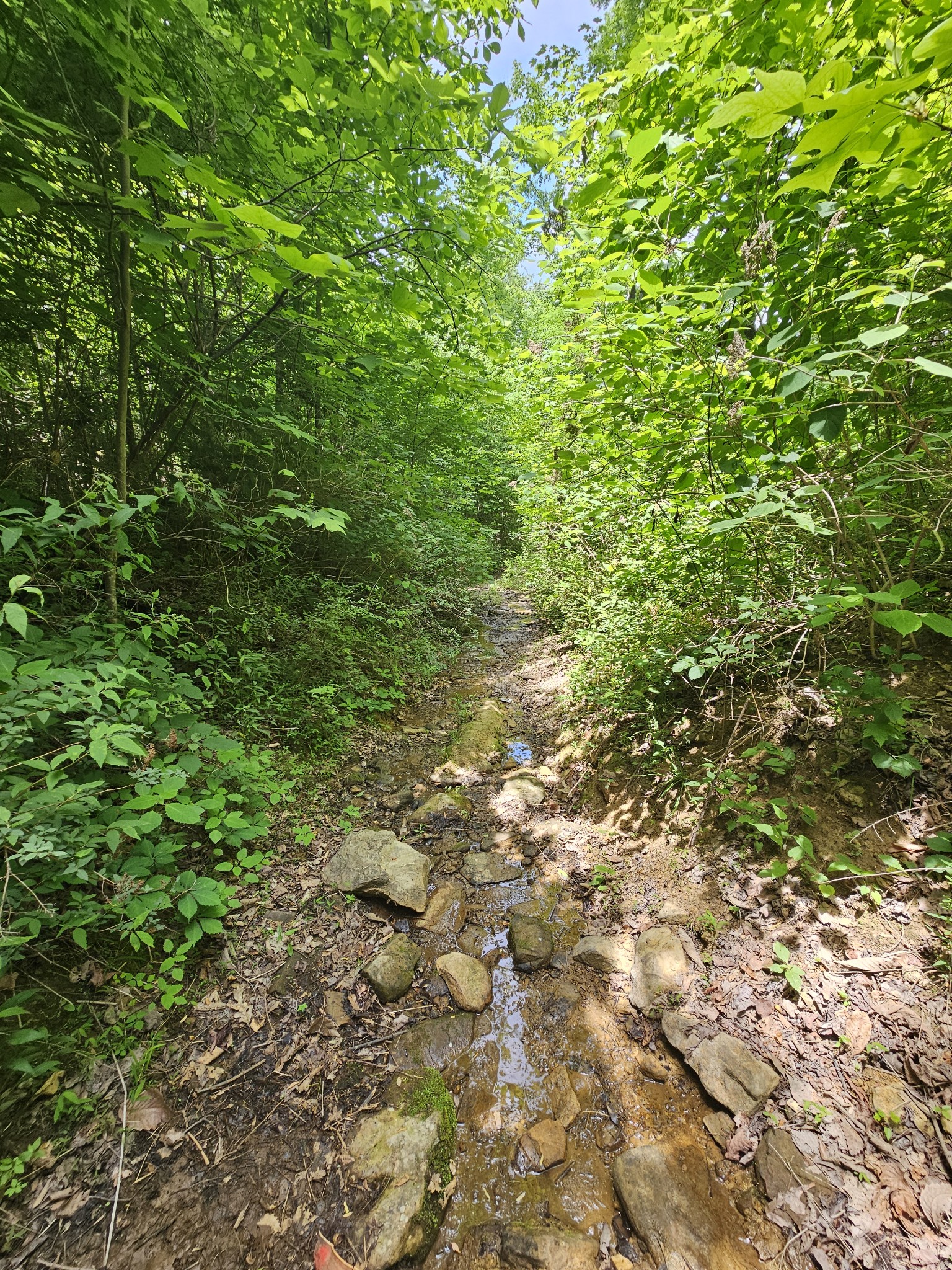 309 Blackberry Road Beersheba Springs TN 37305