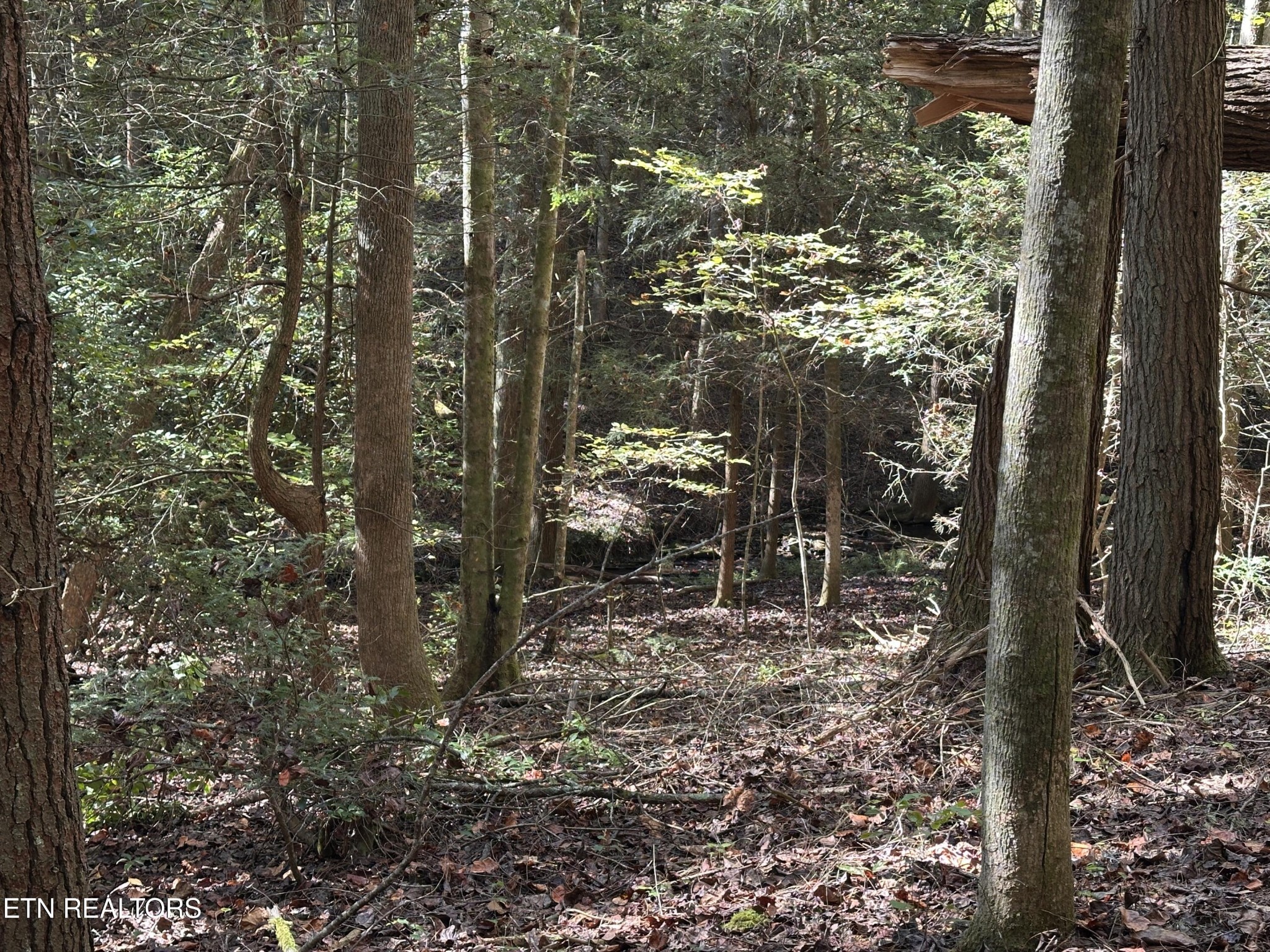 186 Cave Branch Road Allardt TN 38504