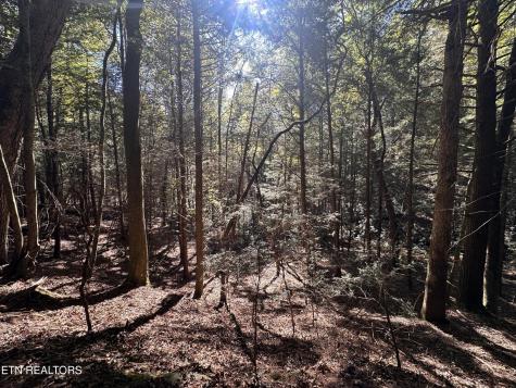 186 Cave Branch Road Allardt TN 38504