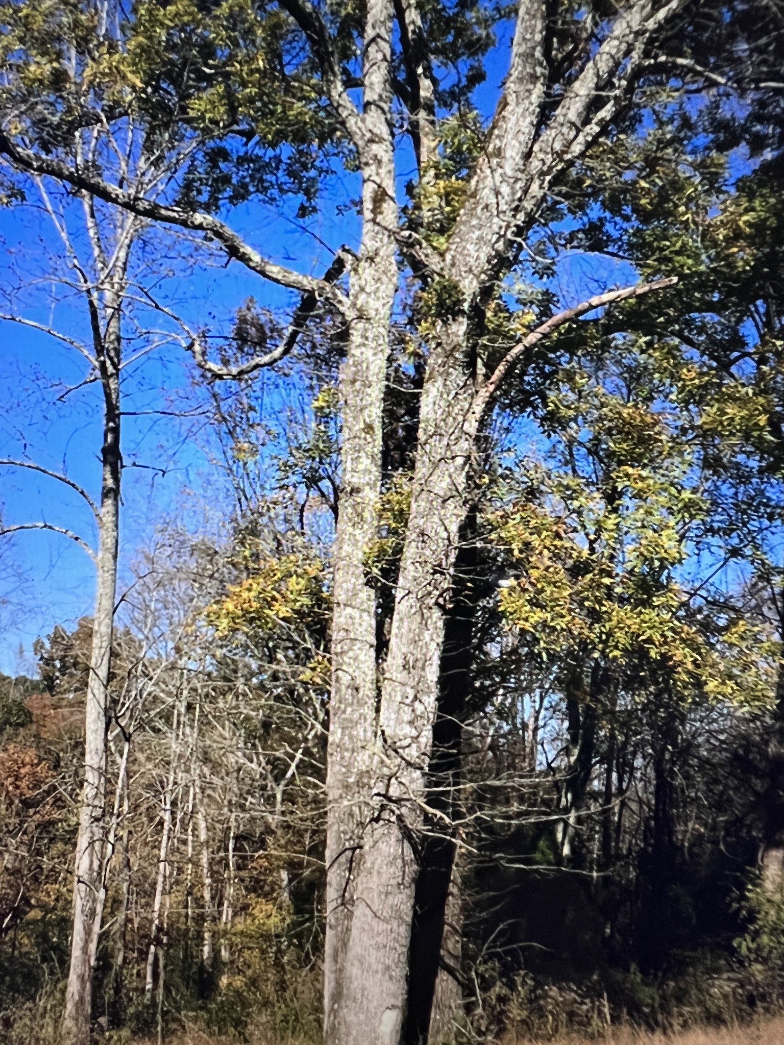 1366 Ridge Circle Joelton TN 37080