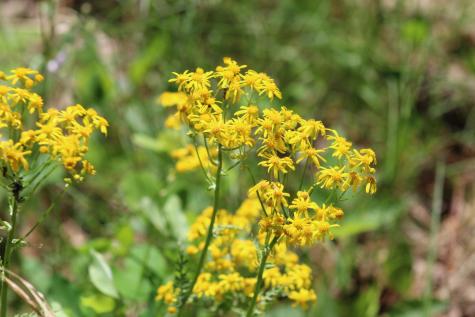 440 Lookout View Drive Jasper TN 37347