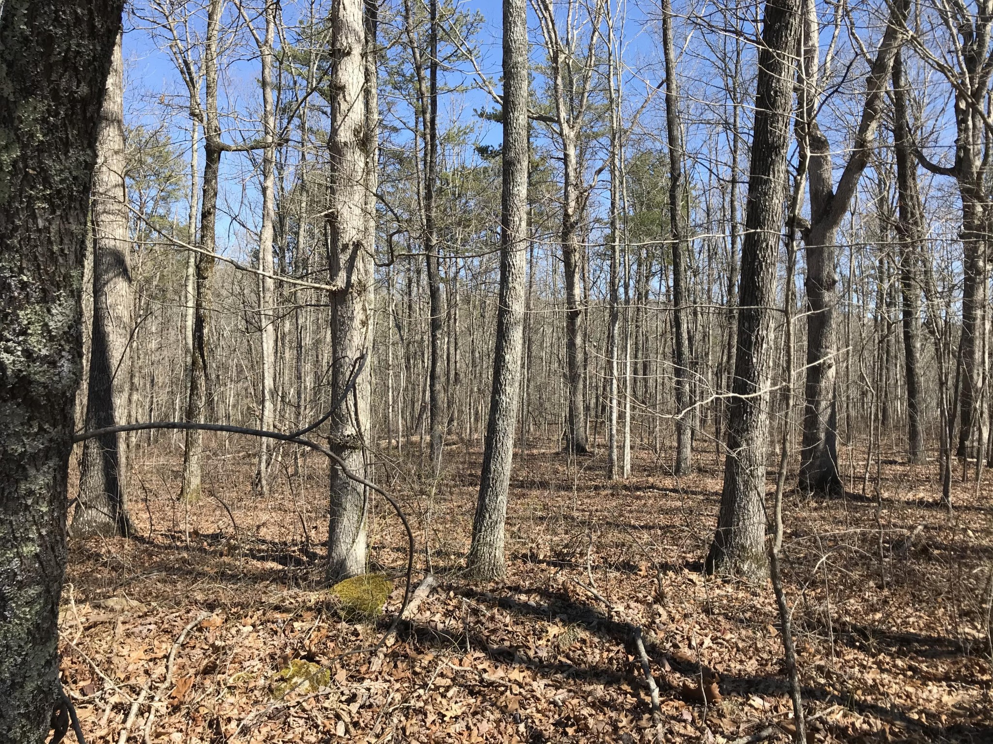 3 Deerhead Road Dunlap TN 37327
