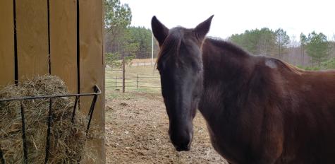 1085 Thunder Ridge Drive South Pittsburg TN 37380