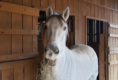 1085 Thunder Ridge Drive South Pittsburg TN 37380